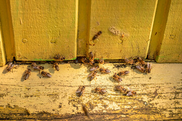 Bees at the exit of hive. Production of ecological honey.