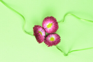 Bellis perennis flowers on green background. © Juan Antonio 