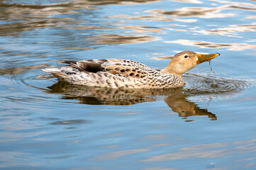 Leucistic mallard duck with partial loss of pigmentation