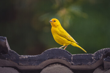 Closeup portrait of a small songbird canary with bright yellow plumage perched on a rooftop