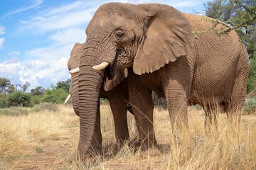 Obraz premium Two African Bush Elephants in the grassland of Etosha National Park