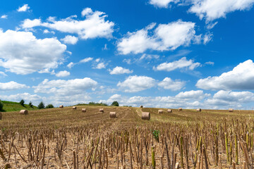 Fototapeta premium bales of hay in a field of wheat. Beautiful landscape of agricultural field under blue sky and fluffy clouds. sharp and prickly thorns from the cut off stems of wheat during the harvest of cereals