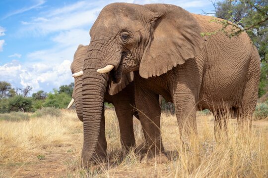 Two African Bush Elephants  in the grassland of Etosha National Park