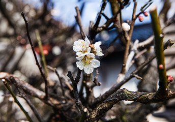近所の白梅