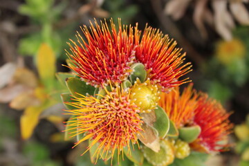 Flowers in Kirstenbosh botanical garden, Cape Town, South Africa