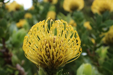 Flowers in Kirstenbosh botanical garden, Cape Town, South Africa
