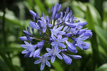 Flowers in Kirstenbosh botanical garden, Cape Town, South Africa
