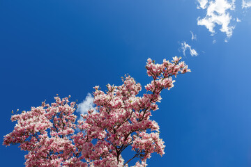 Spring flowering magnolia branch reach to the blue sky