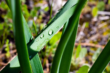Fototapeta premium Lluvia en Peña Muñana. Madrid. España. Europa