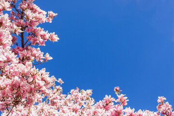 Corner framing with natural magnolia flowers against the blue sky (Selective focus)