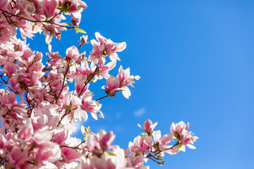 Beautiful fresh spring magnolia flowers on blue sky background (Selective focus)
