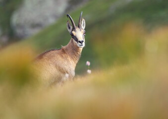 Chamois, Rupicapra rupicapra, on the rocky hill with spring medow, . Wildlife scene in nature.  Animal with horn in the habitat. Foggy morning sunrise