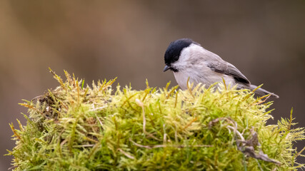 bird, meise, wild lebende tiere, natur, tier, ast, winter, black, wild,