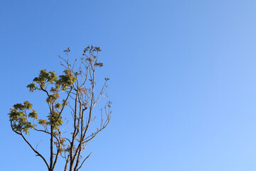 Green trees with bright outdoor skies