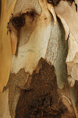 texture of an tree trunk with vertical bark patterns.