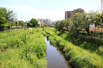 川にある風景。東京を流れる野川の風景。調布近辺。