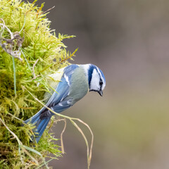bird, natur, wild lebende tiere, tier, blau, ast, wild, blaumeise, sitzen, schnabel