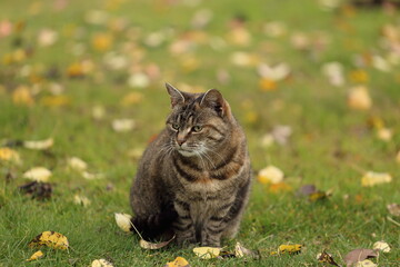 Beautiful striped cat in the garden on green grass
