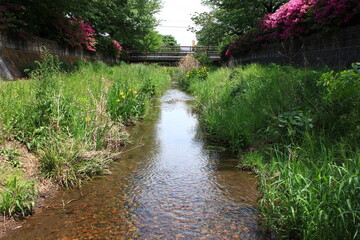 川にある風景。東京を流れる野川の風景。小金井近辺。