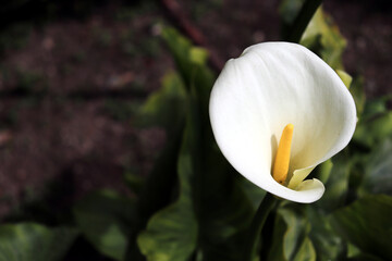 white magnolia flower