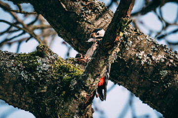 woodpecker on tree trunk