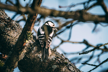 great spotted woodpecker on tree