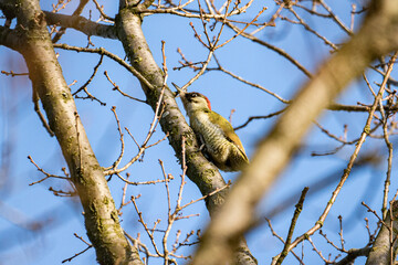 eating green woodpecker on branch