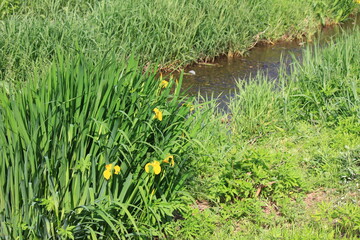 川にある風景。東京を流れる野川の風景。東京。武蔵野公園付近。岸辺に咲くキショウブ。
