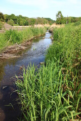 川にある風景。東京を流れる野川の風景。東京。武蔵野公園付近。