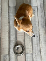 corgi with bowl