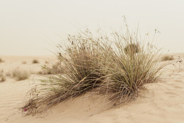 Plants growing in sandy desert, Dubai, United Arab Emirates. Desert vegetation