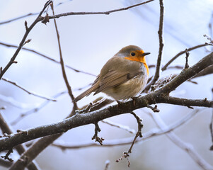 Fototapeta premium European robin sitting on a tree branch