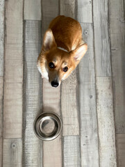 corgi with bowl