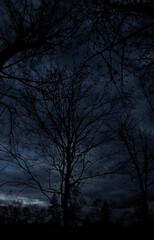 Fototapeta premium moon and tree