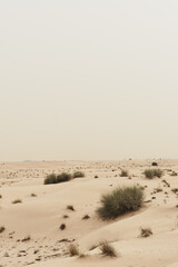 Wild desert plants growing in sand. Nature landscape - 421766610