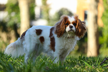 mignon petit cavalier king charles