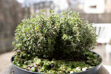 thyme