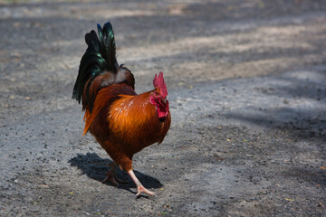 rooster brightly coloured with perfect upright red comb in the farm. Head turned to the right body 2/3s side on.