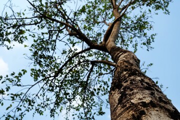 Bottom View of Tree in the Summer Day Background. (Selective Focus)
