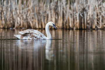Mute Swan, Swans, Cygnus olor
