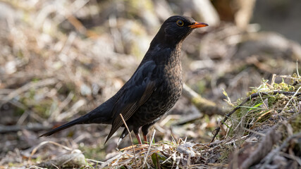 bird, natur, amsel, black, tier, wild lebende tiere, schnabel, gras,