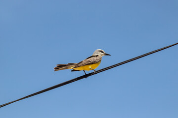 Yellow Bird on a Wire - A tropical kingbird (Tyrannus melancholicus) alone in a clear blue sky