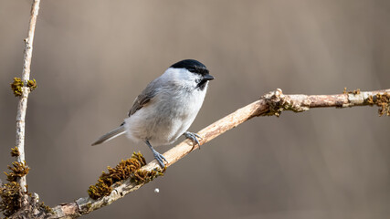 bird, meise, wild lebende tiere, natur, tier, ast, winter, black, wild,