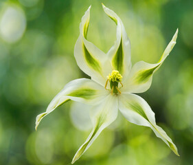 White and Green Oriental Lily with bokeh background