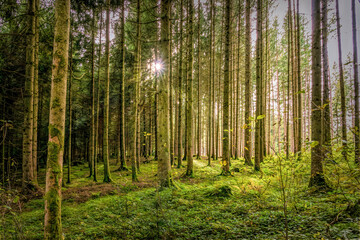 Wald mit  Lichtdurchblick 
