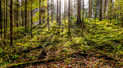 Wald mit  Lichtdurchblick 