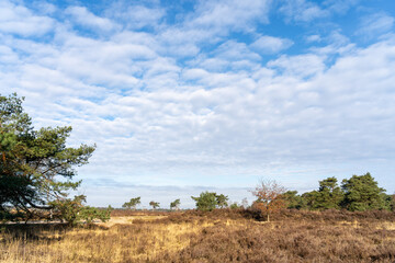 Fototapeta na wymiar Thin clouds over a yellow patch of grass in a heathland on a sunny morning