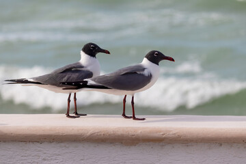 Laughing gulls perched on a patio wall  by crashing waves