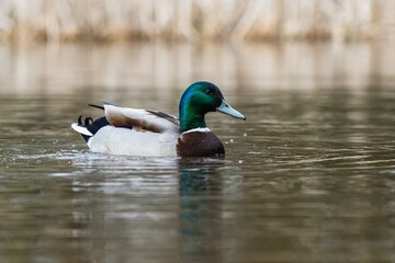 Mallard Duck, Mallard, Anas platyrhynchos