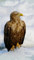 オホーツクのかっこいい鷲